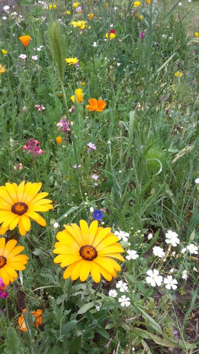 Der Dürener Service Betrieb schafft Vielfalt!